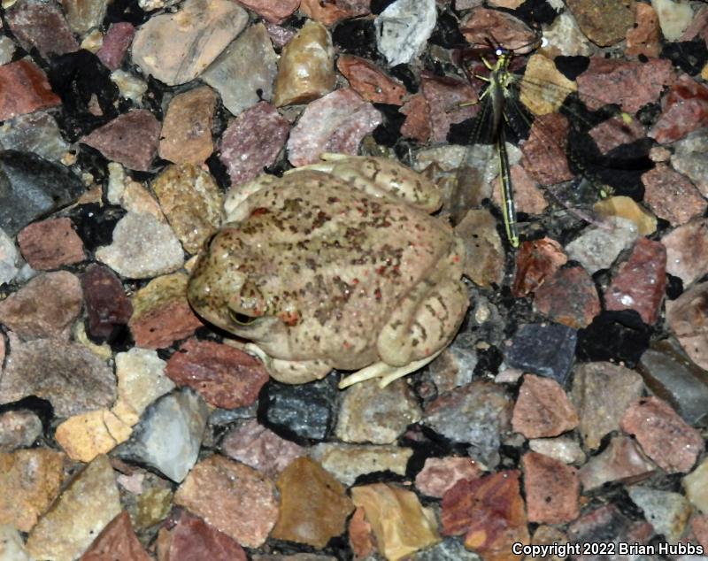 Mexican Spadefoot (Spea multiplicata)