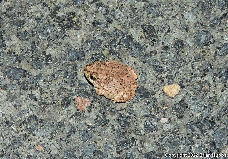 Mexican Spadefoot (Spea multiplicata)