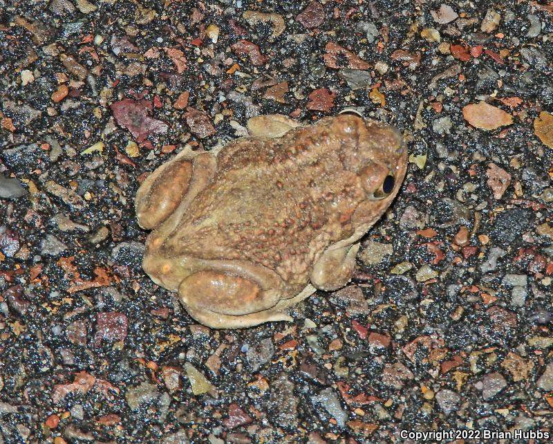 Plains Spadefoot (Spea bombifrons)