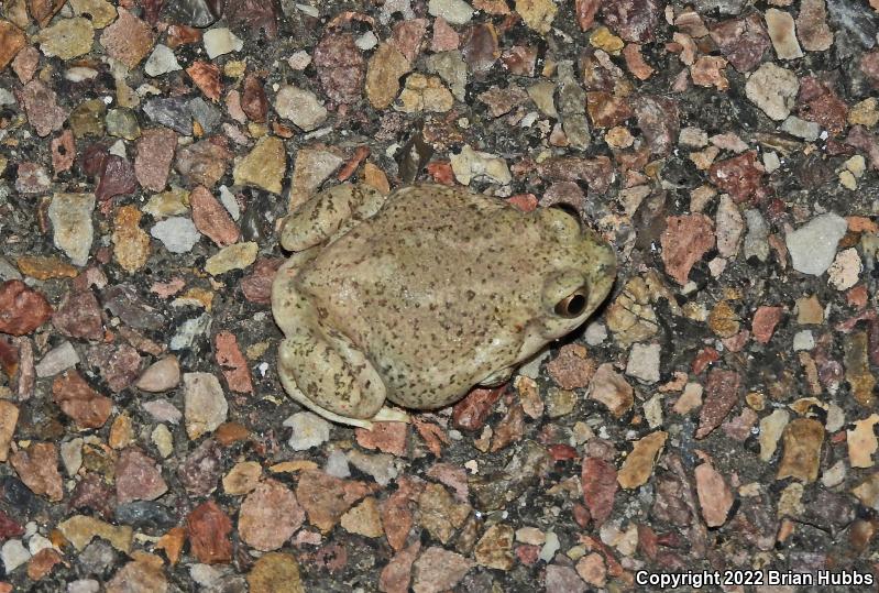 Mexican Spadefoot (Spea multiplicata)