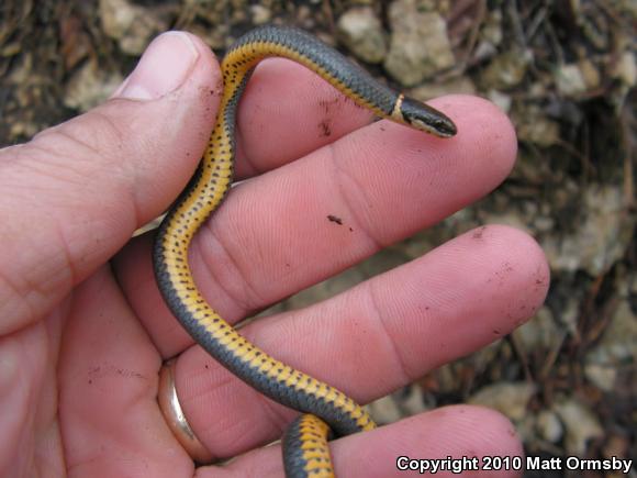 Ring-necked Snake (Diadophis punctatus)