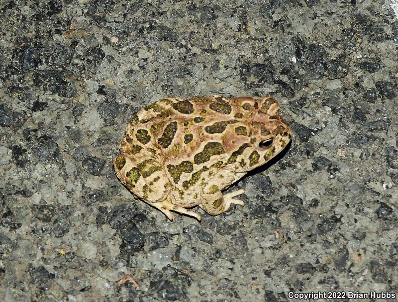 Great Plains Toad (Anaxyrus cognatus)