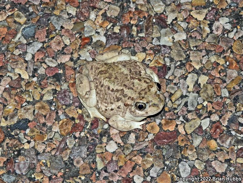 Mexican Spadefoot (Spea multiplicata)