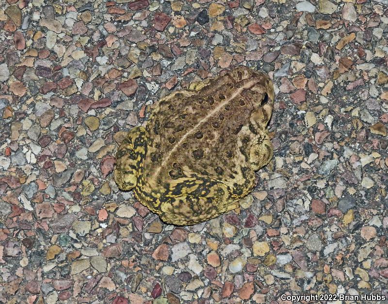 SouthWestern Woodhouse's Toad (Anaxyrus woodhousii australis)