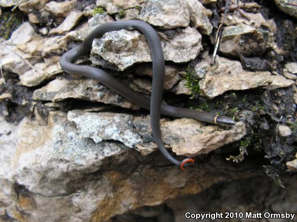 Prairie Ring-necked Snake (Diadophis punctatus arnyi)