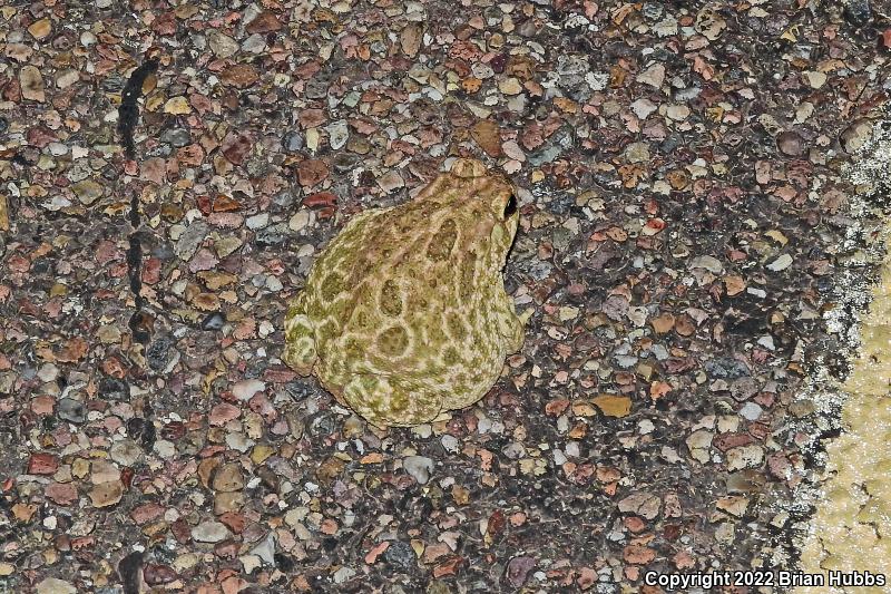 Great Plains Toad (Anaxyrus cognatus)