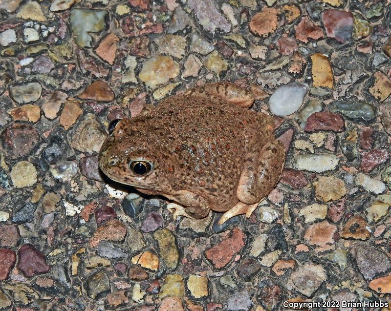 Mexican Spadefoot (Spea multiplicata)