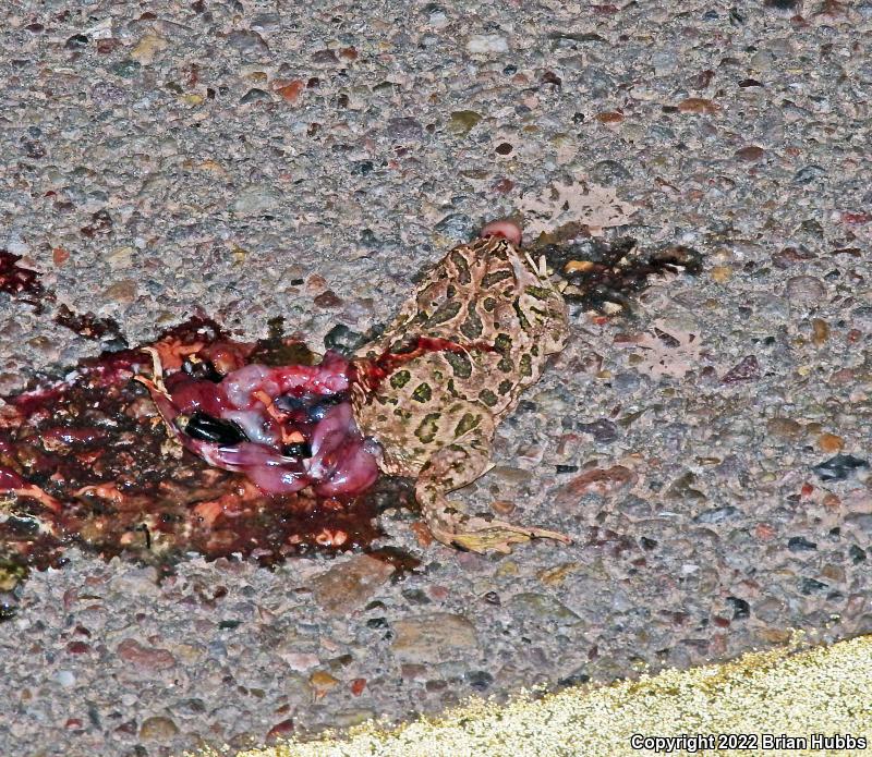 Great Plains Toad (Anaxyrus cognatus)