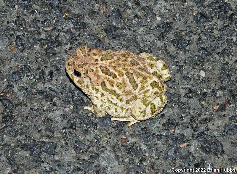 Great Plains Toad (Anaxyrus cognatus)