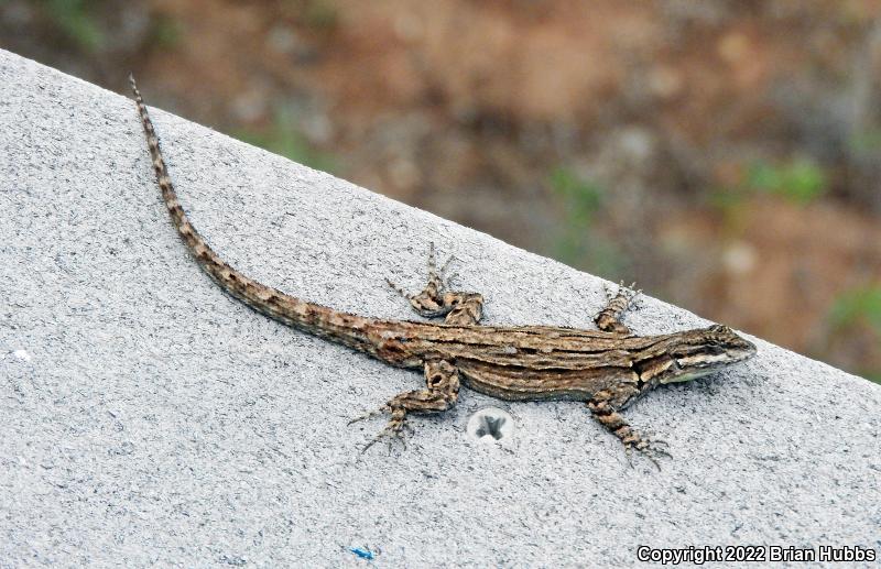 Ornate Tree Lizard (Urosaurus ornatus)