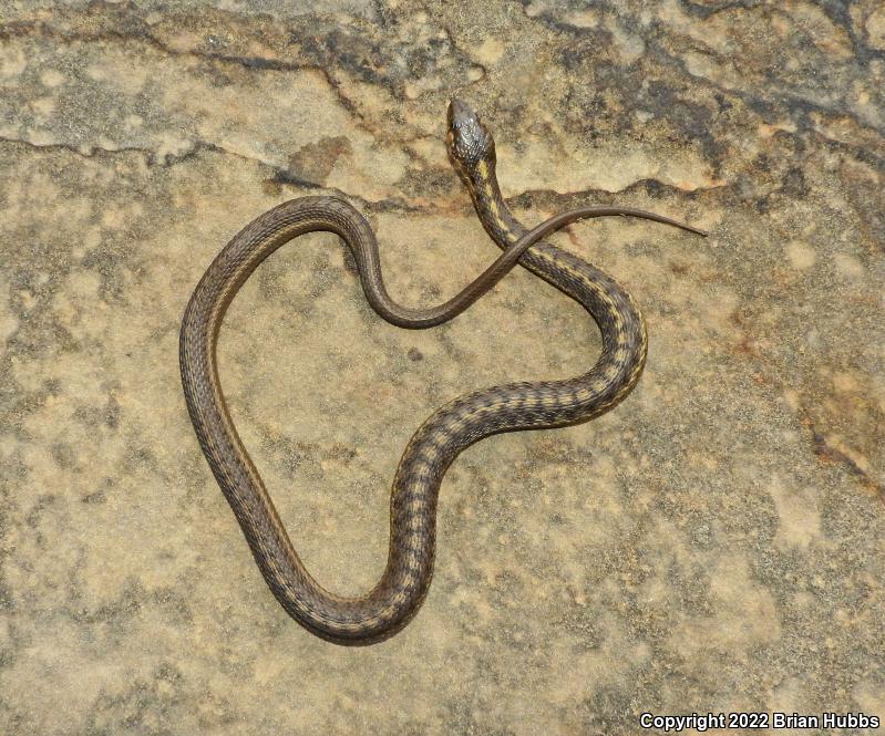 Wandering Gartersnake (Thamnophis elegans vagrans)