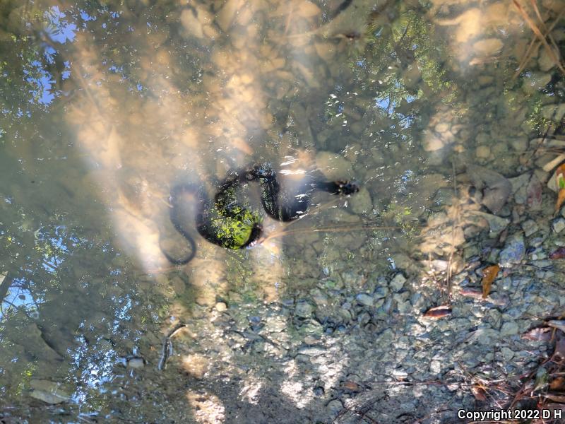 Banded Watersnake (Nerodia fasciata fasciata)