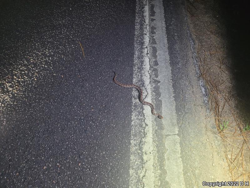 Carolina Pigmy Rattlesnake (Sistrurus miliarius miliarius)