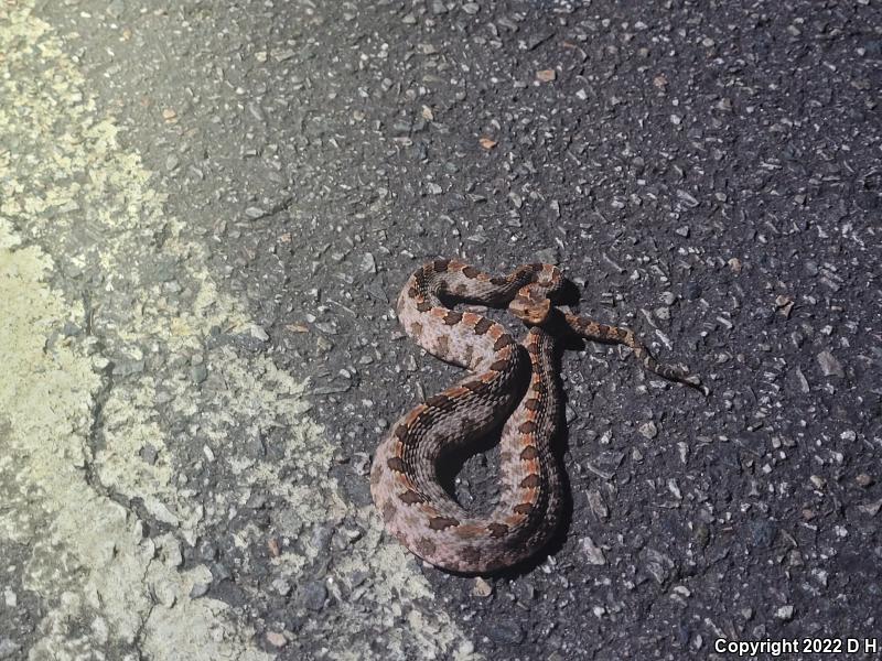 Carolina Pigmy Rattlesnake (Sistrurus miliarius miliarius)