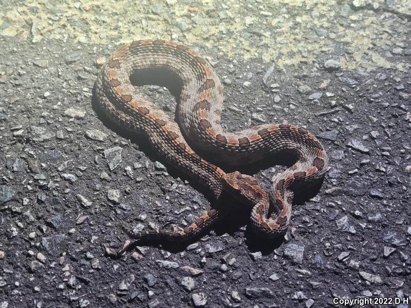 Carolina Pigmy Rattlesnake (Sistrurus miliarius miliarius)