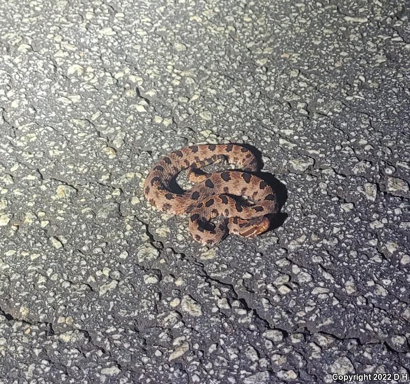 Carolina Pigmy Rattlesnake (Sistrurus miliarius miliarius)