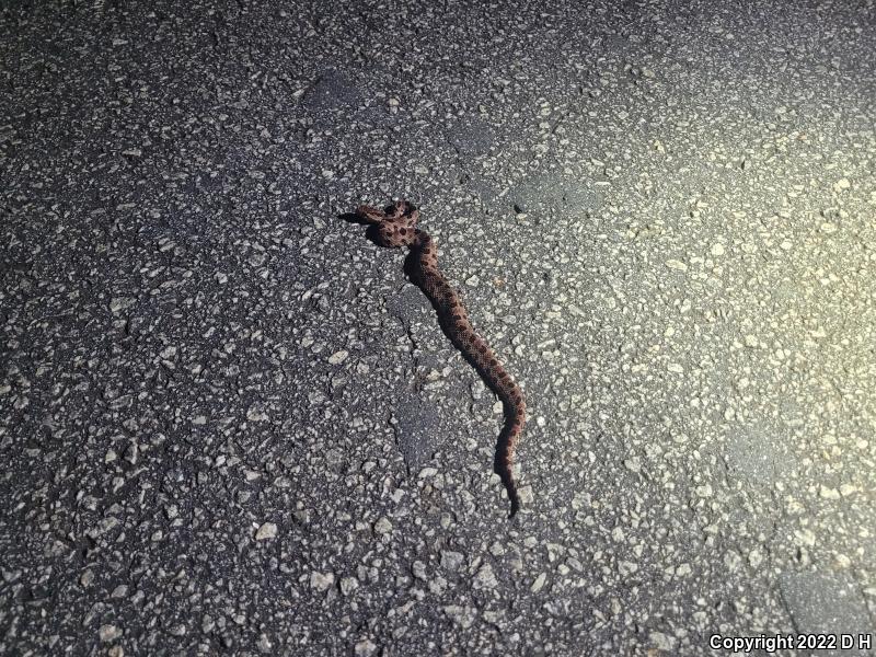 Carolina Pigmy Rattlesnake (Sistrurus miliarius miliarius)