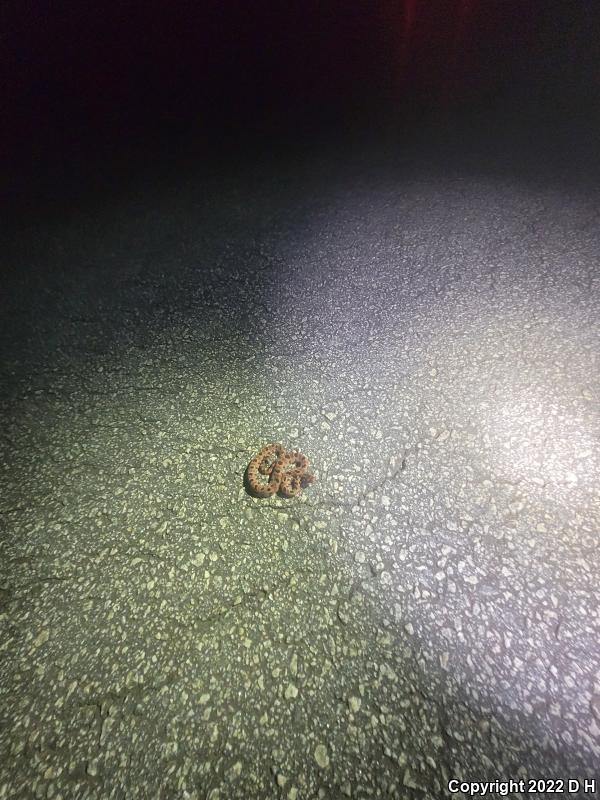 Carolina Pigmy Rattlesnake (Sistrurus miliarius miliarius)