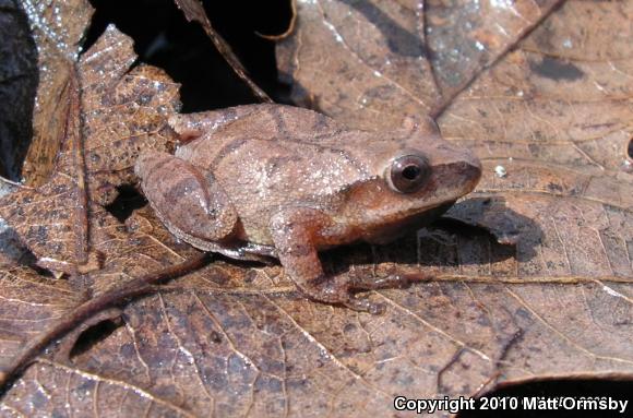 Spring Peeper (Pseudacris crucifer)