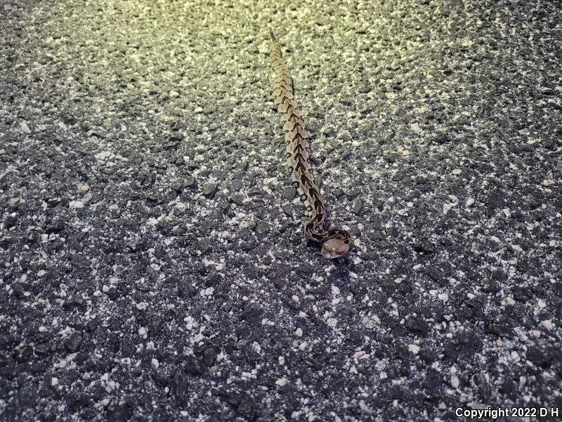 Timber Rattlesnake (Crotalus horridus)