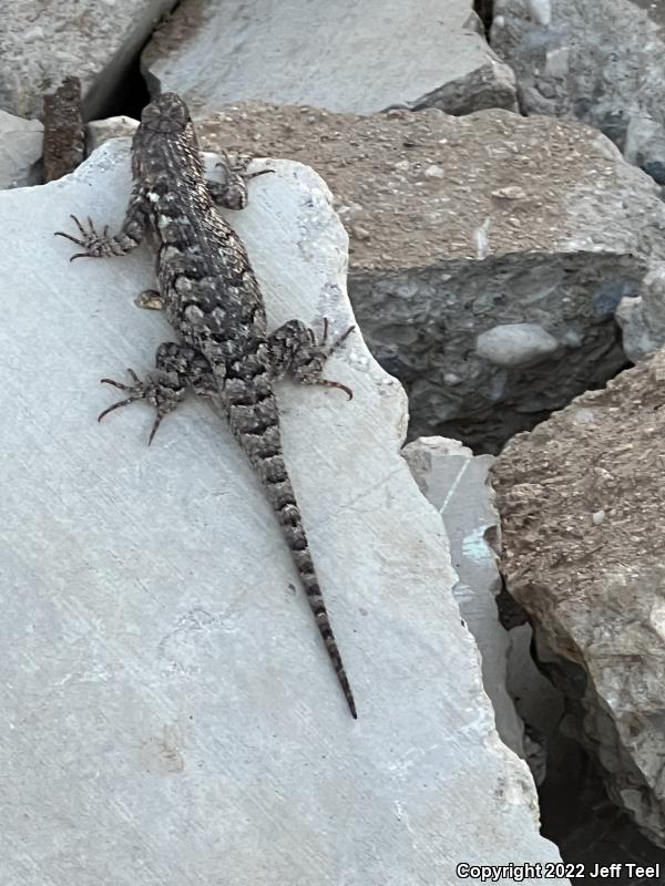 Clark's Spiny Lizard (Sceloporus clarkii)