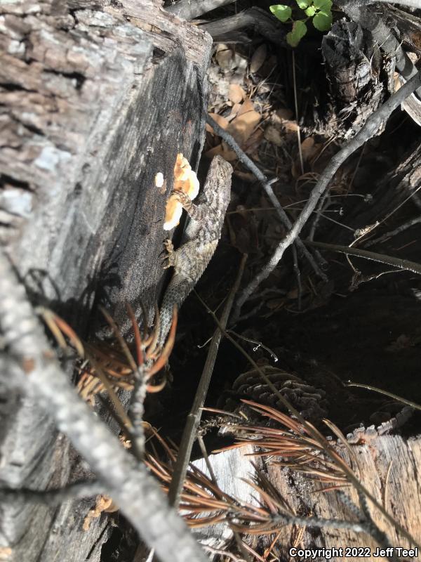 Clark's Spiny Lizard (Sceloporus clarkii)