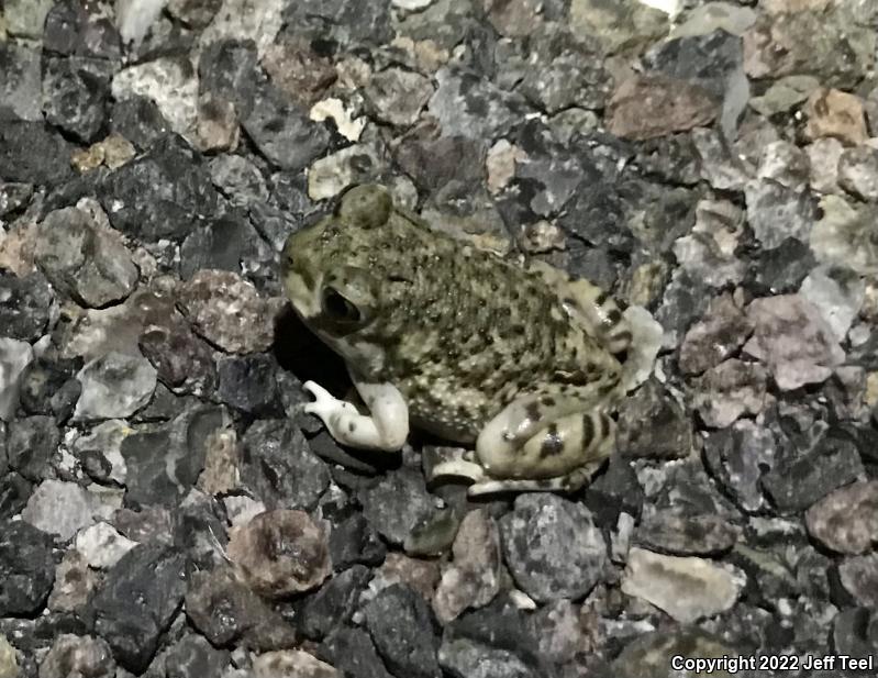 Couch's Spadefoot (Scaphiopus couchii)