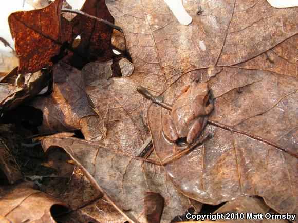 Spring Peeper (Pseudacris crucifer)