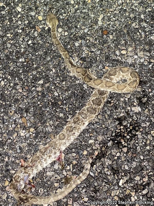 Mohave Rattlesnake (Crotalus scutulatus scutulatus)