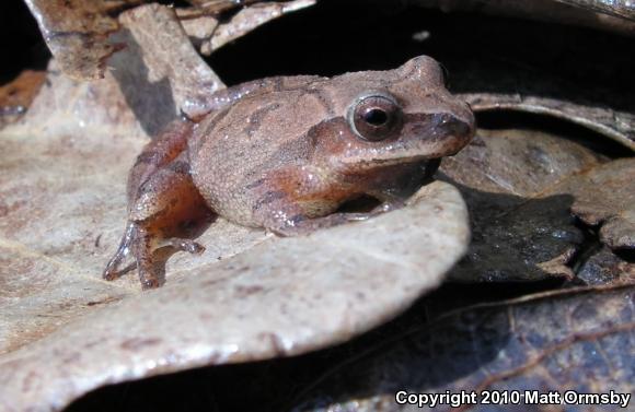 Spring Peeper (Pseudacris crucifer)