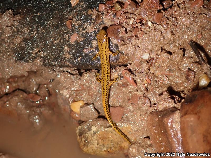 Long-tailed Salamander (Eurycea longicauda longicauda)