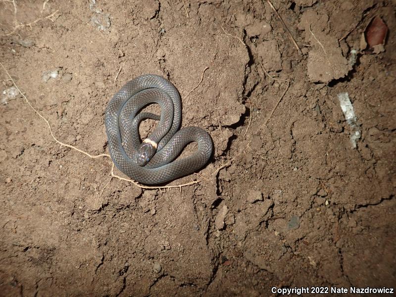 Northern Ring-necked Snake (Diadophis punctatus edwardsii)