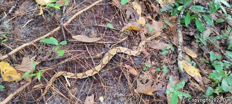 Southern Copperhead (Agkistrodon contortrix contortrix)