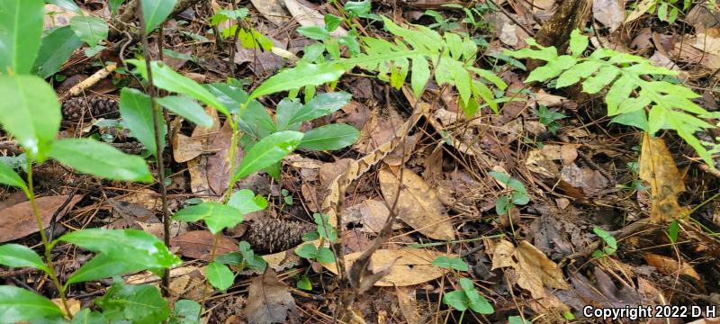 Southern Copperhead (Agkistrodon contortrix contortrix)