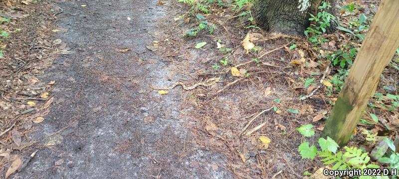 Southern Copperhead (Agkistrodon contortrix contortrix)