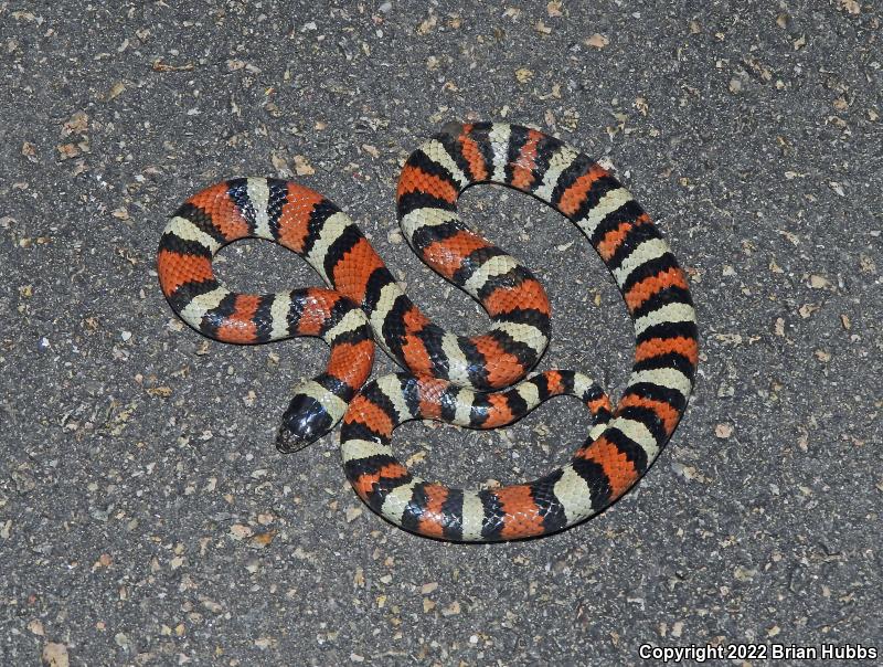 New Mexico Milksnake (Lampropeltis triangulum celaenops)