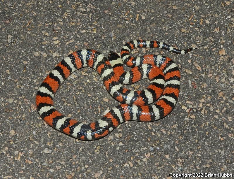 New Mexico Milksnake (Lampropeltis triangulum celaenops)