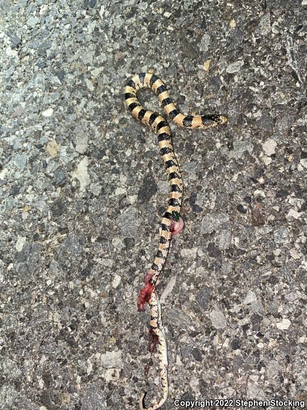 Western Long-nosed Snake (Rhinocheilus lecontei)