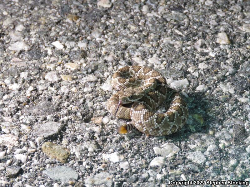 Mohave Rattlesnake (Crotalus scutulatus scutulatus)