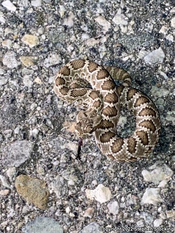 Western Diamond-backed Rattlesnake (Crotalus atrox)