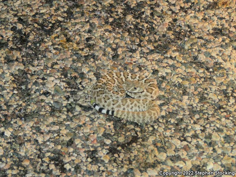 Western Diamond-backed Rattlesnake (Crotalus atrox)