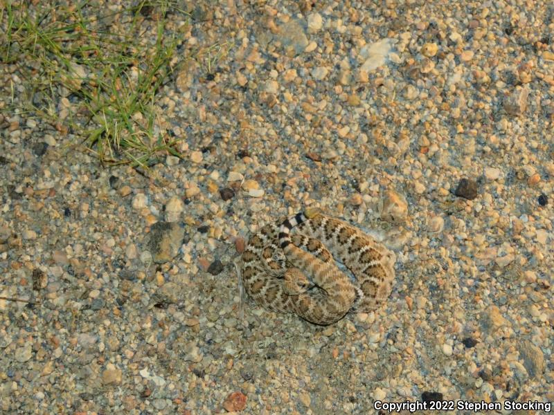 Western Diamond-backed Rattlesnake (Crotalus atrox)