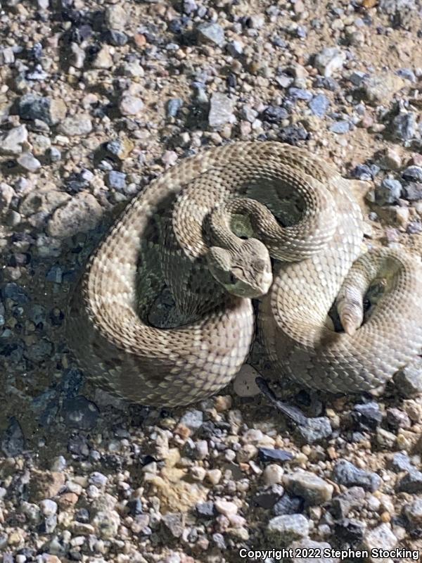 Mohave Rattlesnake (Crotalus scutulatus scutulatus)