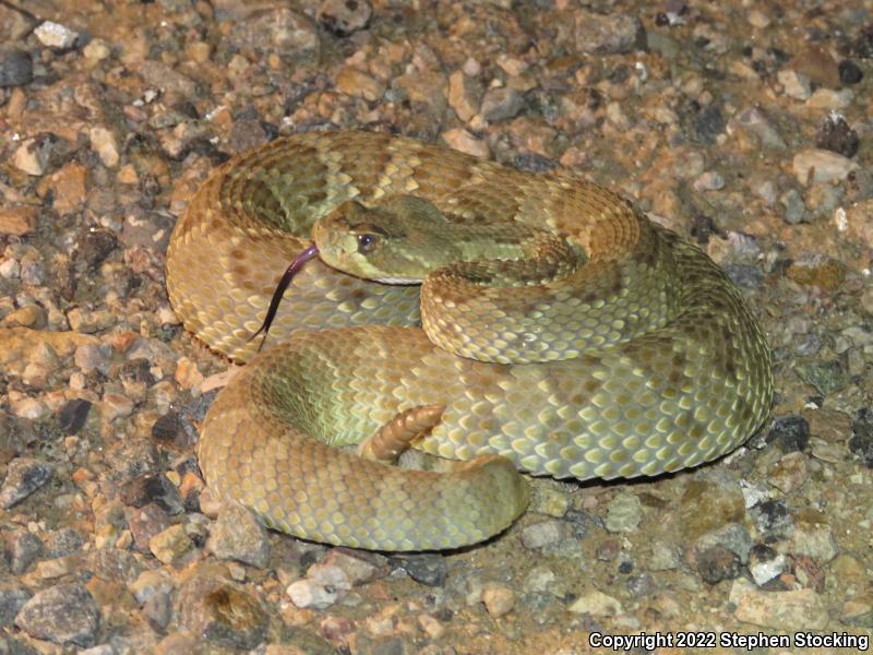 Mohave Rattlesnake (Crotalus scutulatus scutulatus)