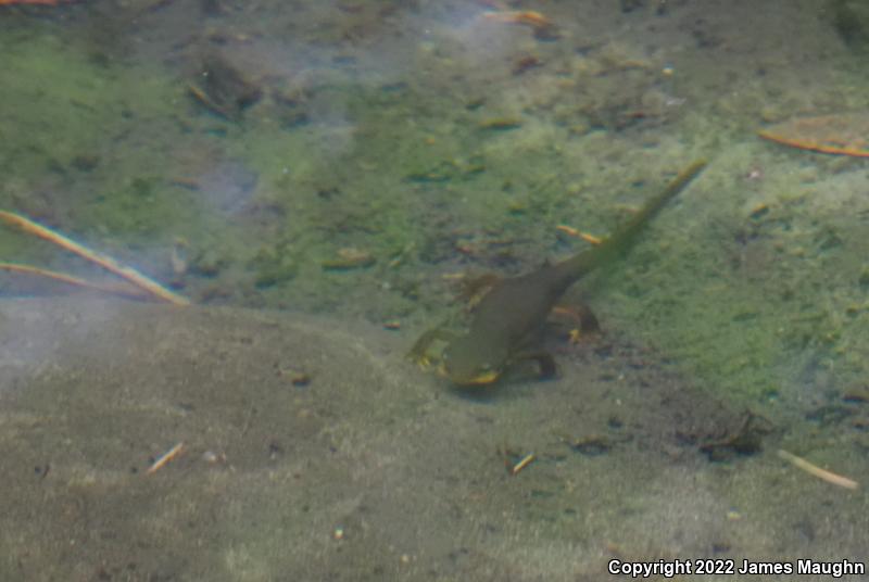 Rough-skinned Newt (Taricha granulosa)