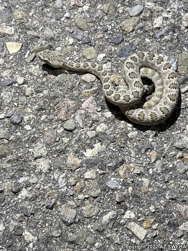 Mohave Rattlesnake (Crotalus scutulatus scutulatus)