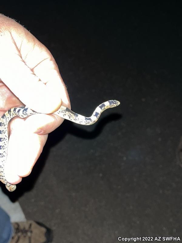 Western Long-nosed Snake (Rhinocheilus lecontei)