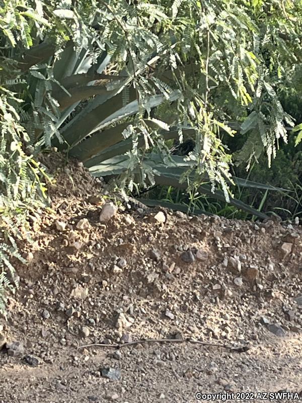 Purple-backed Spiny Lizard (Sceloporus magister magister)