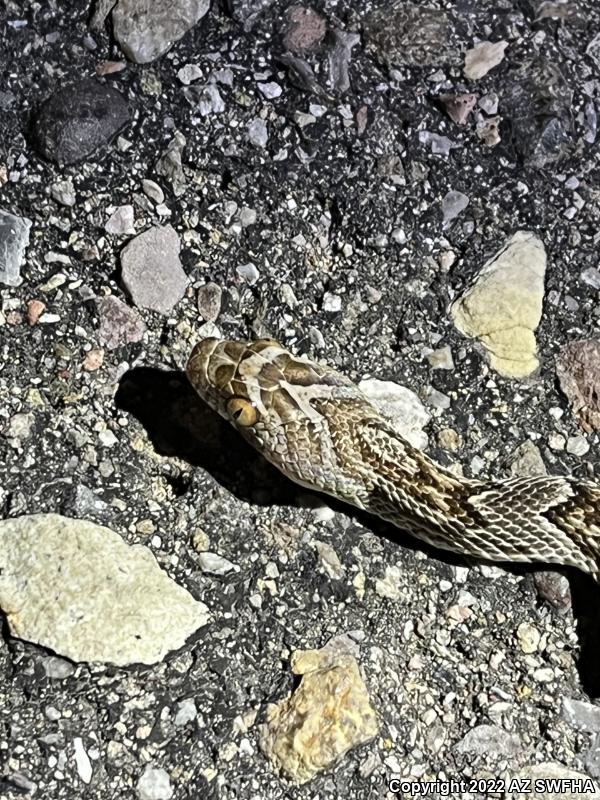 Sonoran Lyresnake (Trimorphodon biscutatus lambda)