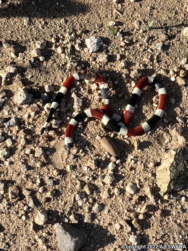 Arizona Coralsnake (Micruroides euryxanthus euryxanthus)